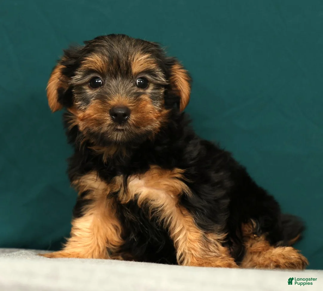 Yorkshire Terrier dogs for sale: Patriot - Ad 2