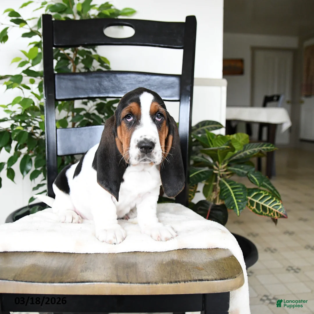 Basset Hound dogs for sale: Jingles - Ad 2
