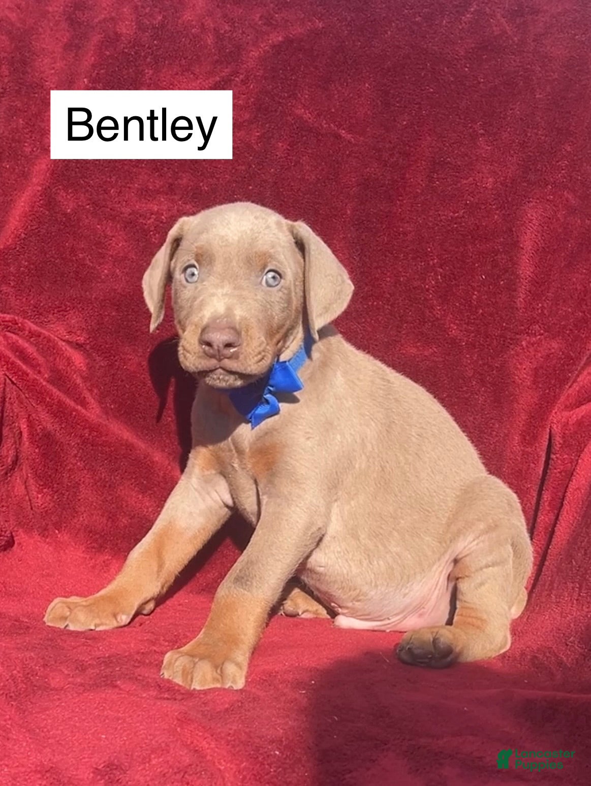 Doberman Pinscher dogs Bentley - Ad 2