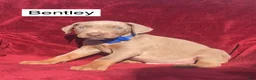 Doberman Pinscher dogs for sale: Bentley - Ad 2
