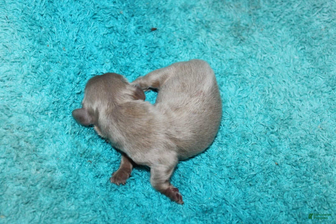 Miniature Dachshund dogs for sale: Piper Mini - Ad 9