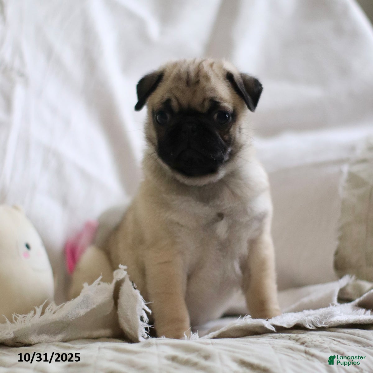 Black Pug Puppies for sale Lancaster Puppies