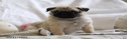 Pug dogs for sale: Pug Bug - Ad 1