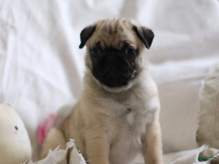 Pug dogs Pug Bug - Ad 41