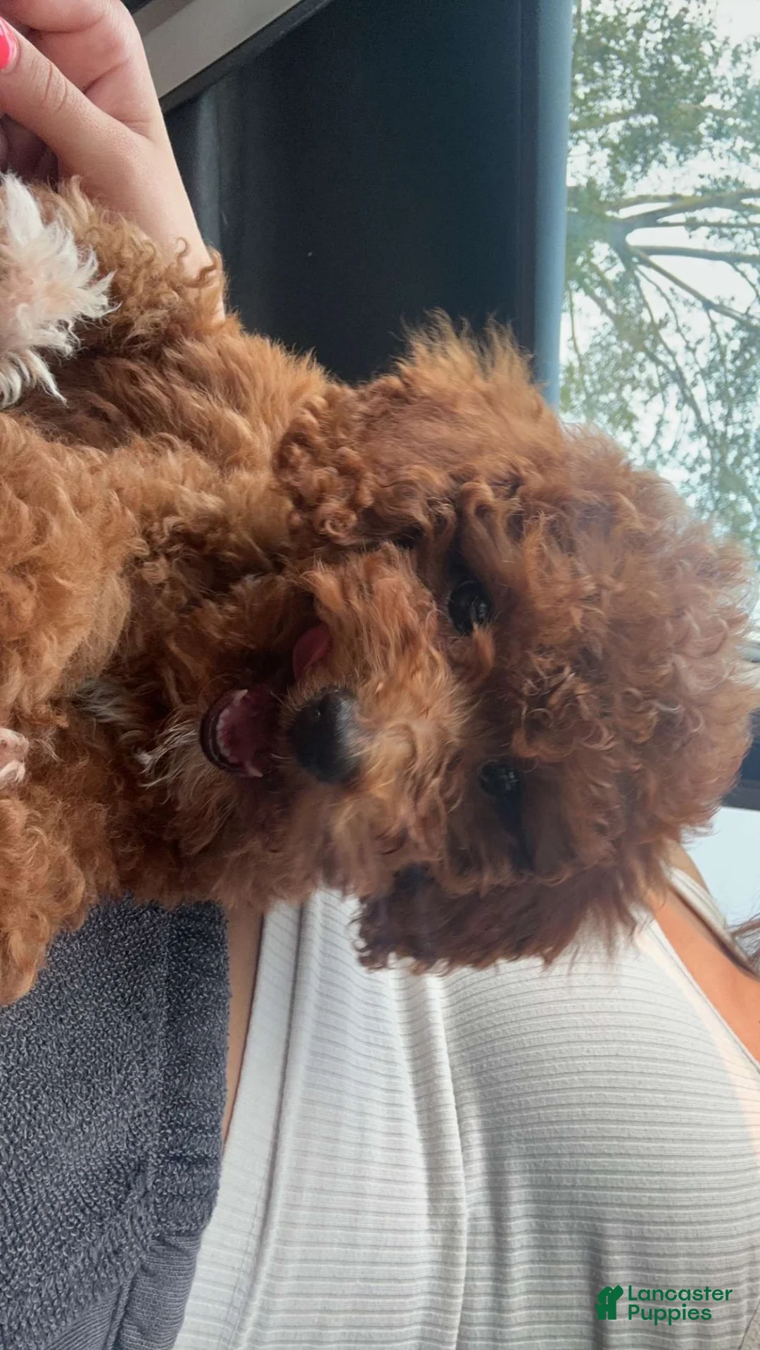 Toy Poodle dogs for sale: Toy Poodle 1 - Ad 5