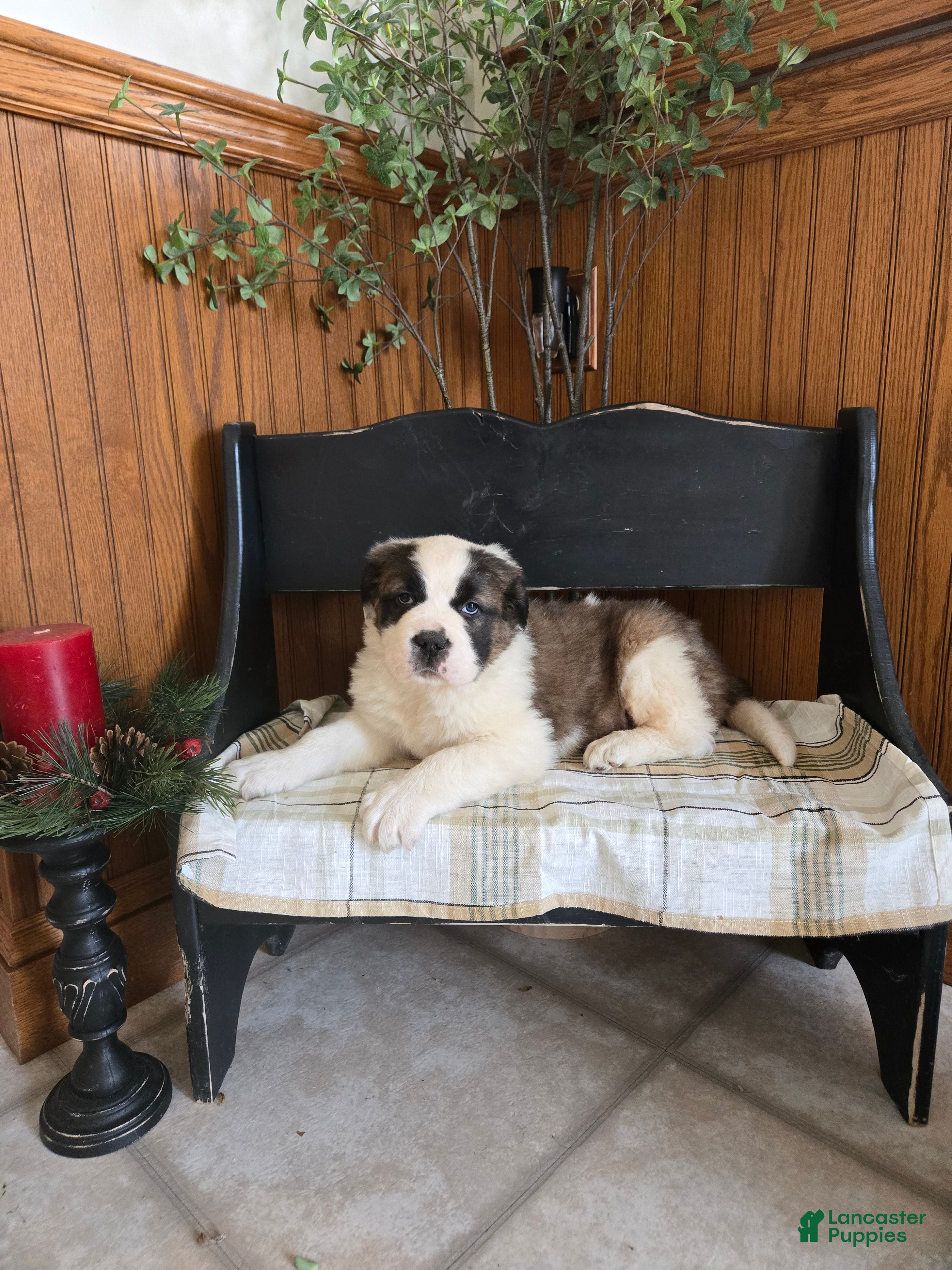 Saint Bernard dogs Cash  - Ad 11