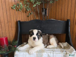 Saint Bernard dogs Cash - Ad 21