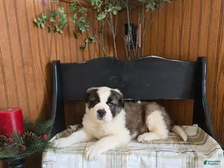 Saint Bernard dogs Cash - Ad 22