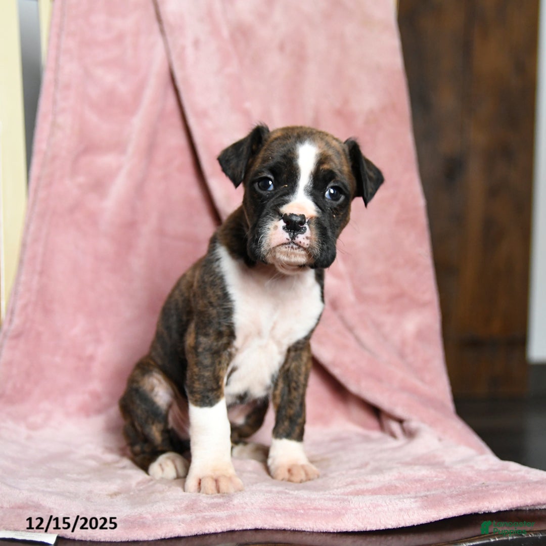 Boxer dogs for sale: Lawson - Ad 2