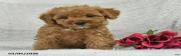 Mini Goldendoodle dogs for sale: Jodi - Ad 5