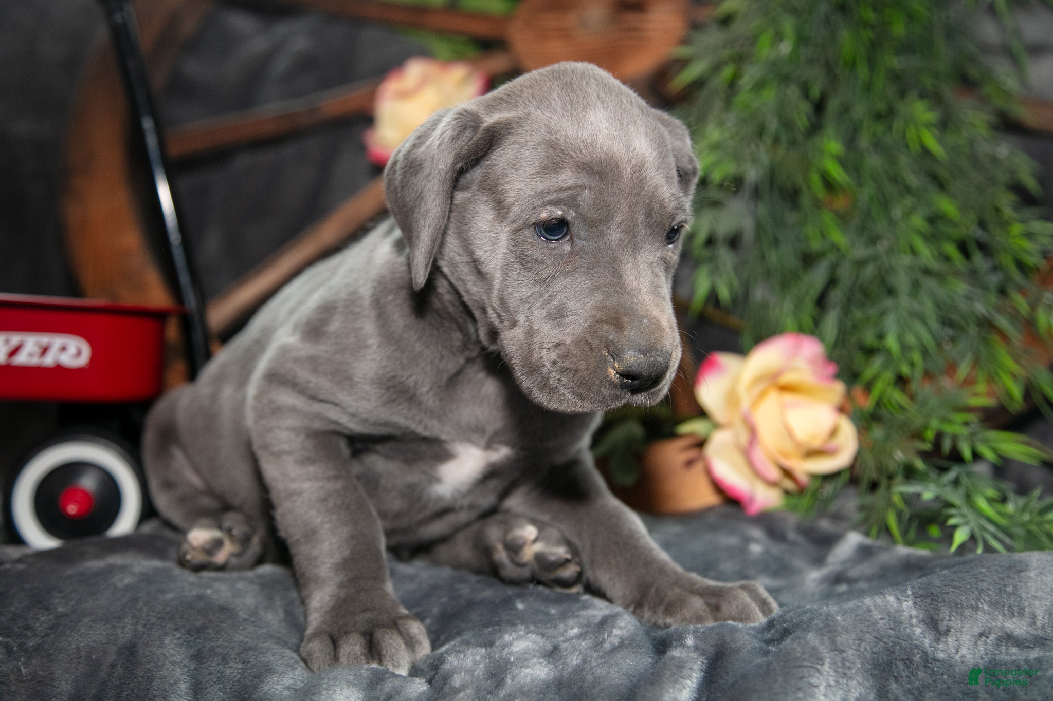 Great Dane dogs Tonya - Ad 2