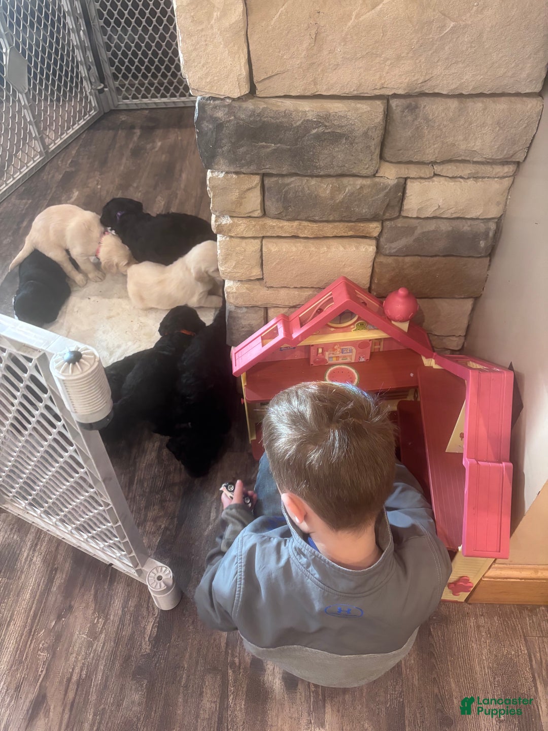 Labradoodle dogs for sale: Labradoodle Puppy 8 - Ad 8