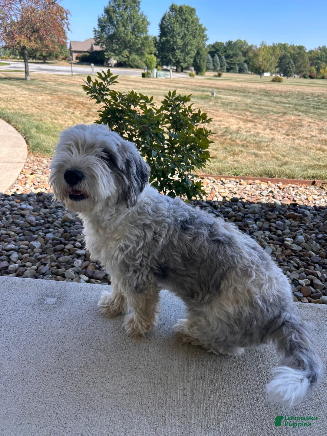 Mixed Breed dogs for sale: Scout - Ad 12