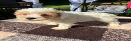 Schnoodle dogs for sale: Schnoodle 1 - Ad 7