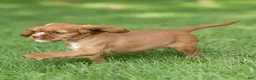 Cavalier King Charles Spaniel dogs for sale: Bubbles Cavalier King Charles Spaniel  - Ad 4