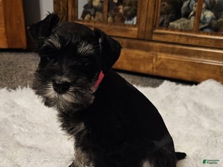 Miniature Schnauzer dogs - Ad 24