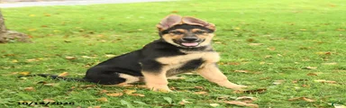 Maverick