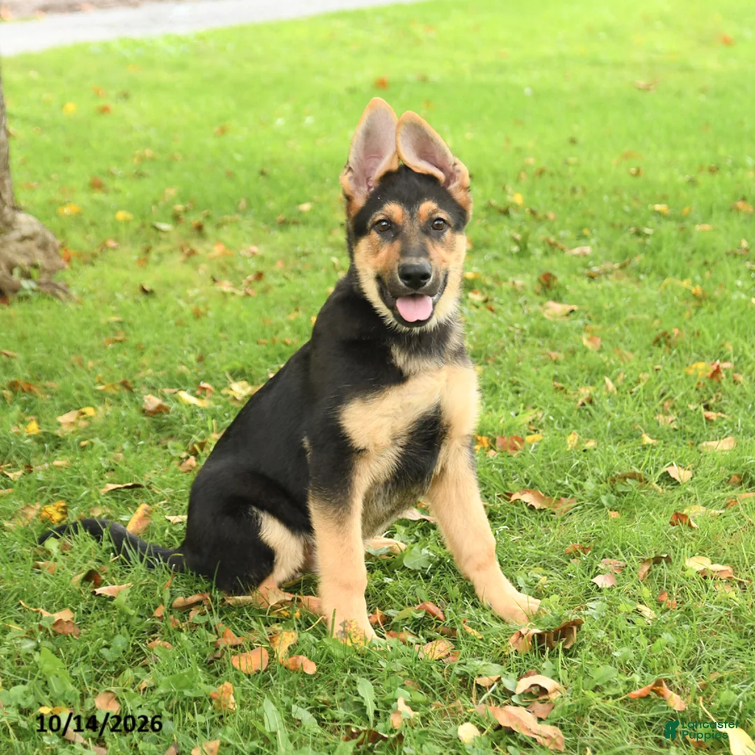German Shepherd dogs for sale: Maverick - Ad 1