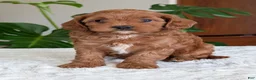 Cavapoo dogs for sale: Sara - Ad 13