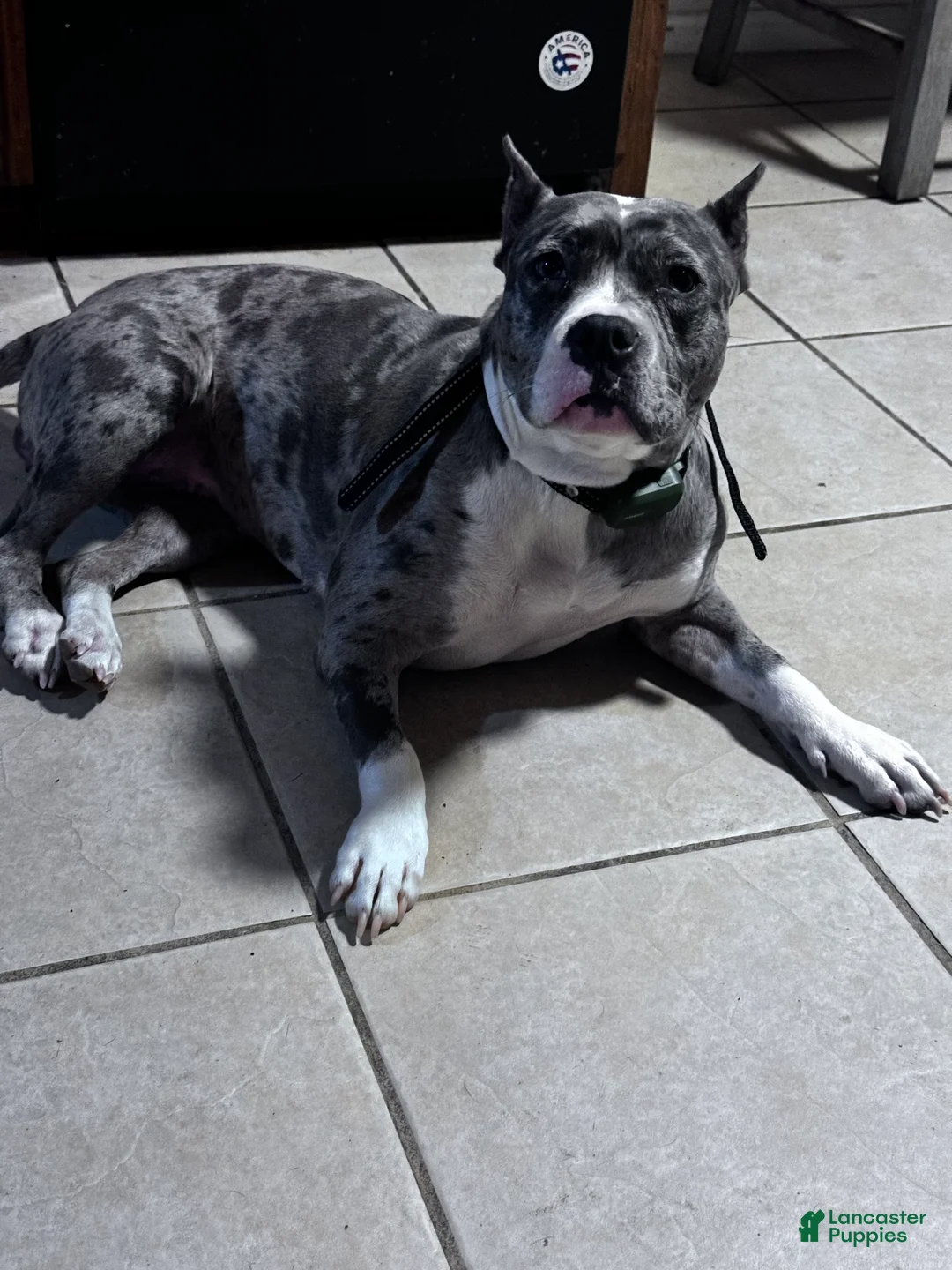 American Bully dogs for sale: American Bully Puppy 1 - Ad 3