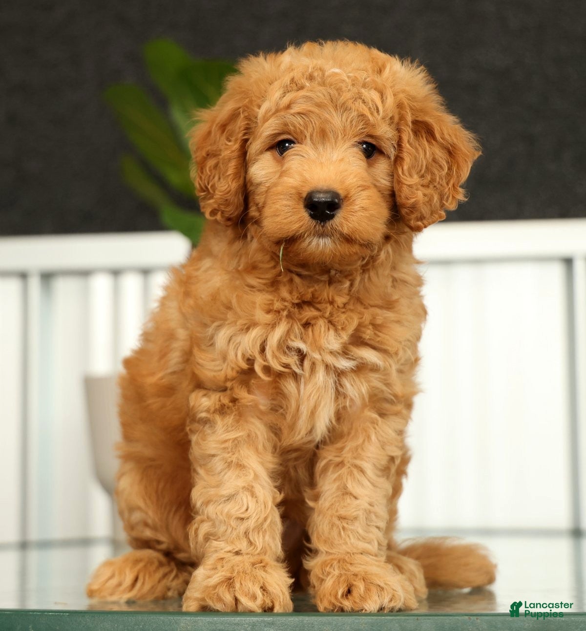 Mini Goldendoodle dogs Sunny - Ad 1