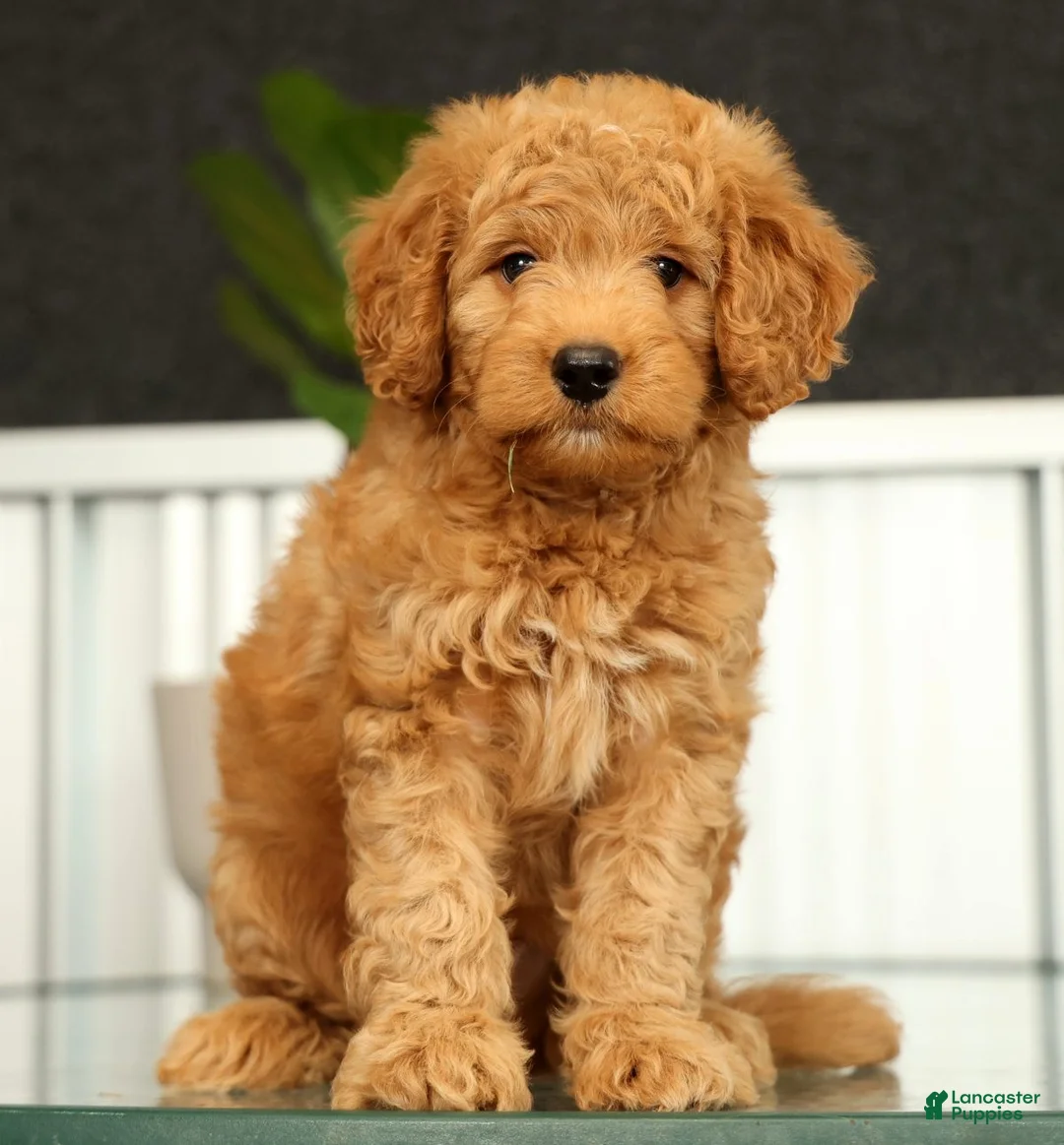 Mini Goldendoodle dogs for sale: Sunny - Ad 1