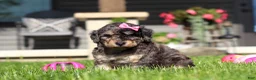 Bichpoo dogs for sale: Callie - Ad 8