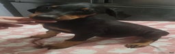 Doberman Pinscher dogs for sale: Doberman puppy 1-3 - Ad 8
