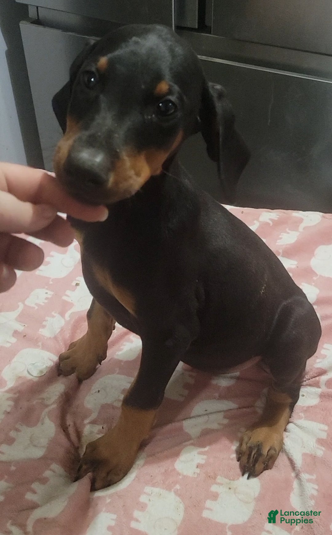 Doberman Pinscher dogs for sale: Doberman puppy 1-3 - Ad 8
