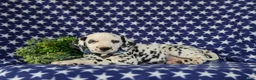 Dalmatian dogs for sale: Julian - Ad 5