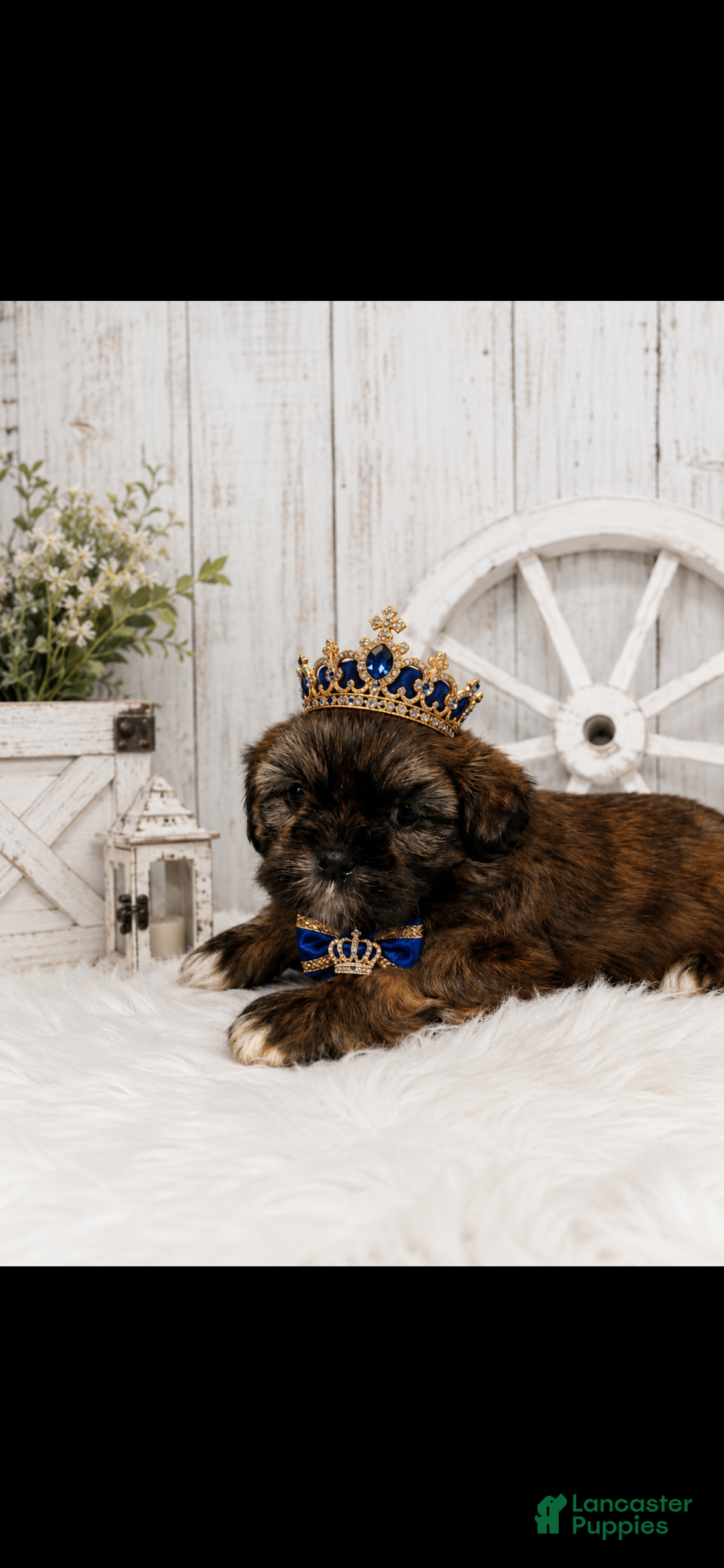 Shih Tzu dogs Shih Tzu 2 - Ad 9