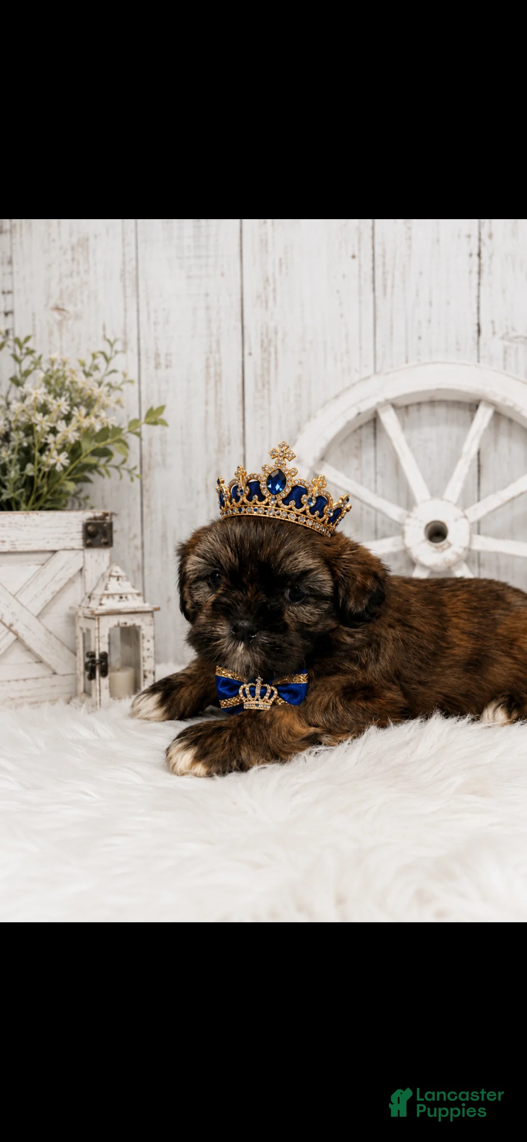 Shih Tzu dogs for sale: Shih Tzu 2 - Ad 1