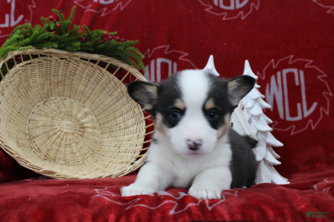 Welsh Corgi Pembroke dogs for sale: Brantley  - Ad 6