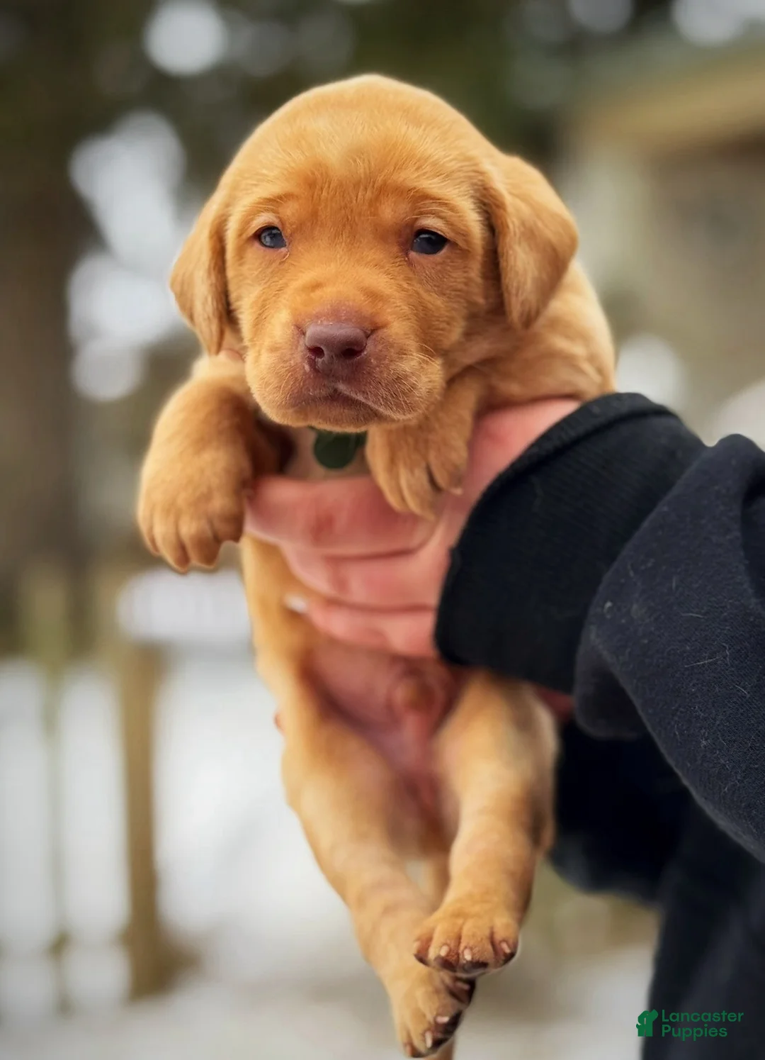Lakeland Terrier dogs for sale: Labrador retriever - Ad 9