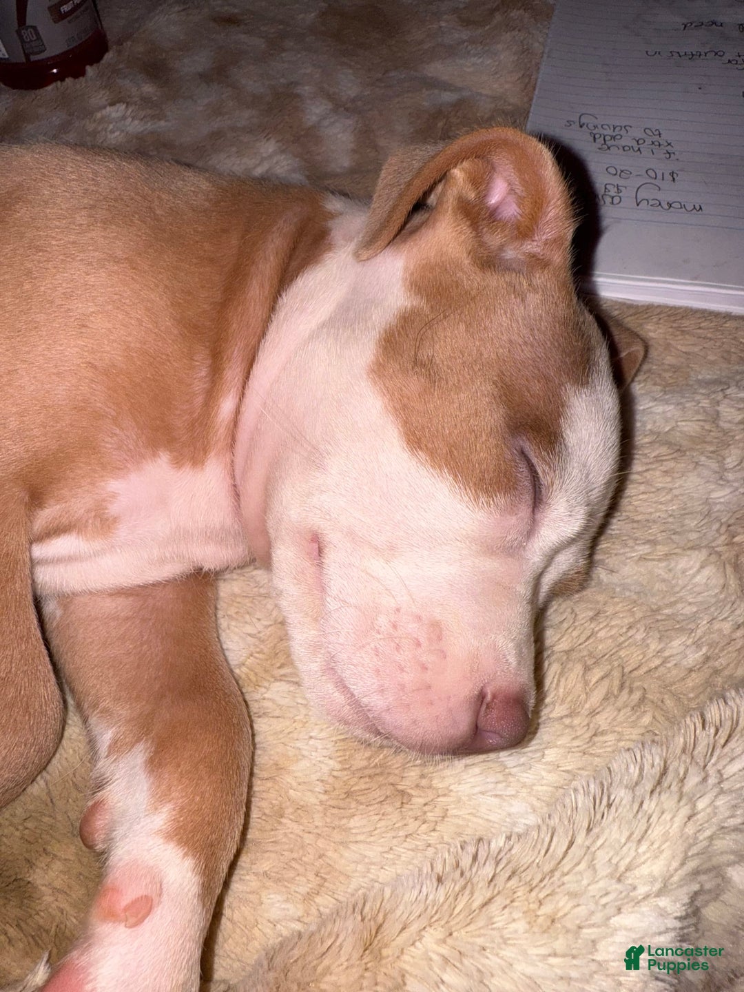 Month Old American Bully Dog Baby American Bully Puppies For Sale