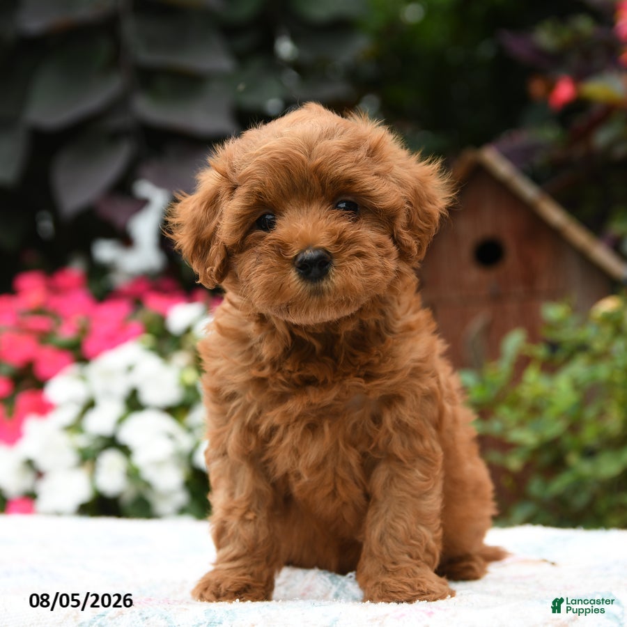 Havapoo dogs Lexus - Ad 1