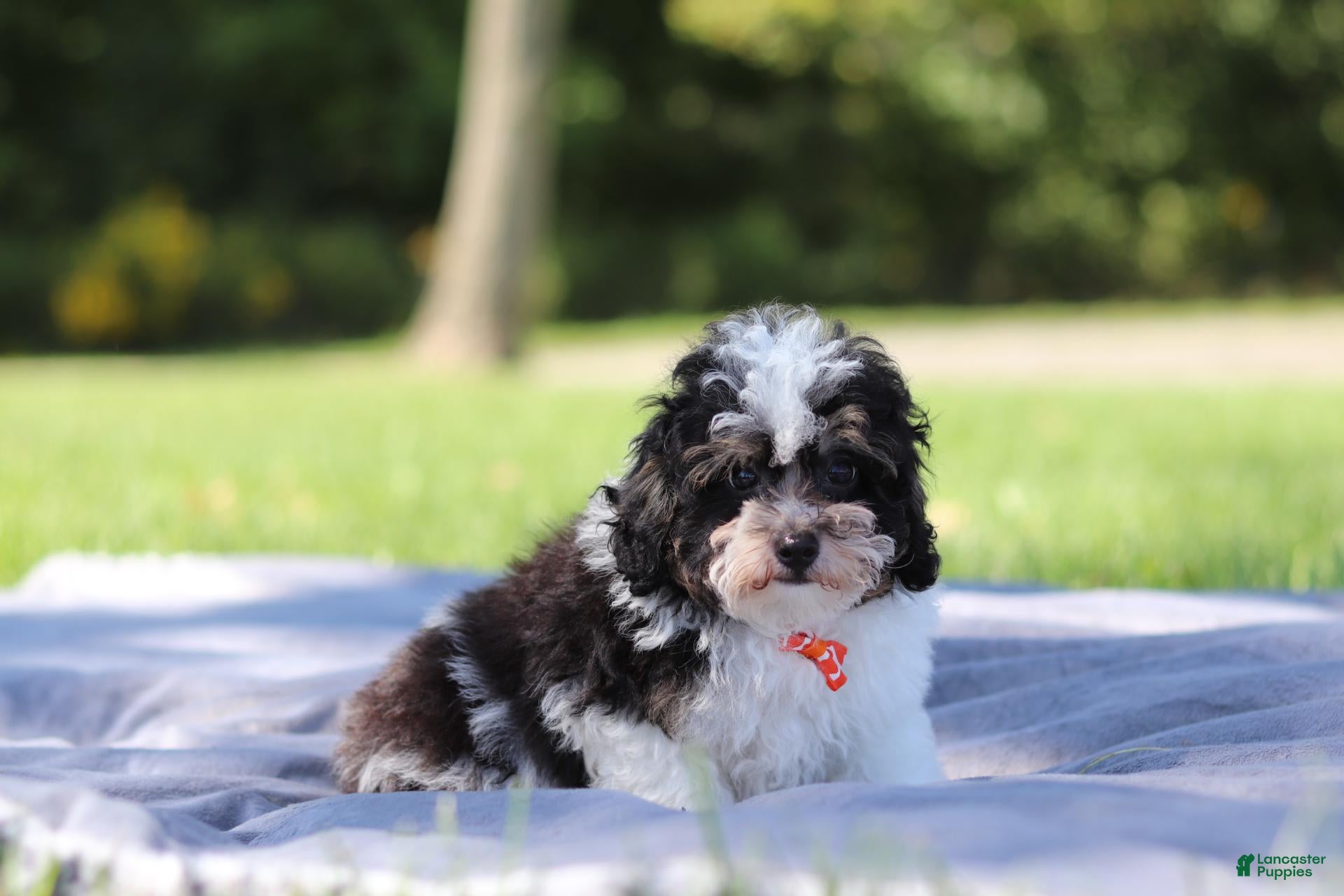 Miniature Poodle dogs Dawson (AKC) - Ad 2