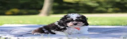 Miniature Poodle dogs for sale: Dawson (AKC) - Ad 2