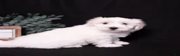 Coton De Tulear dogs for sale: Lilly - Ad 6