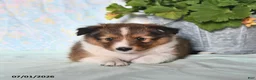 Shetland Sheepdog dogs for sale: Zander - Ad 4