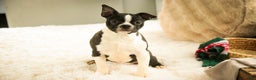 Boston Terrier dogs for sale: Howie - Ad 3