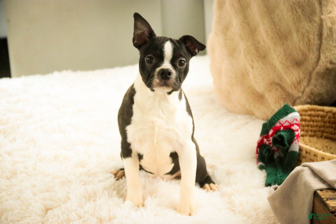 Boston Terrier dogs for sale: Howie - Ad 3