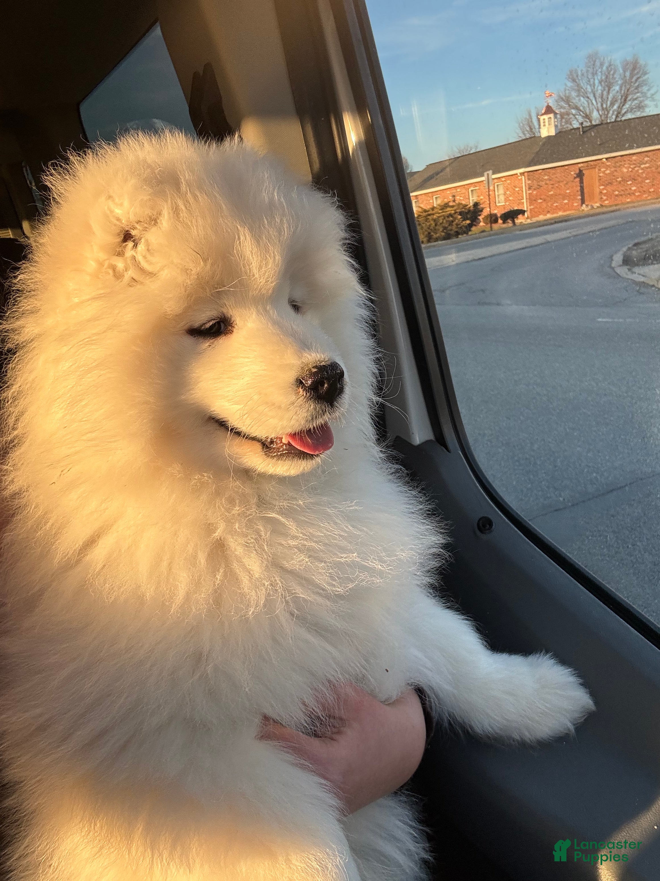 Samoyed dogs Maverick - Ad 1