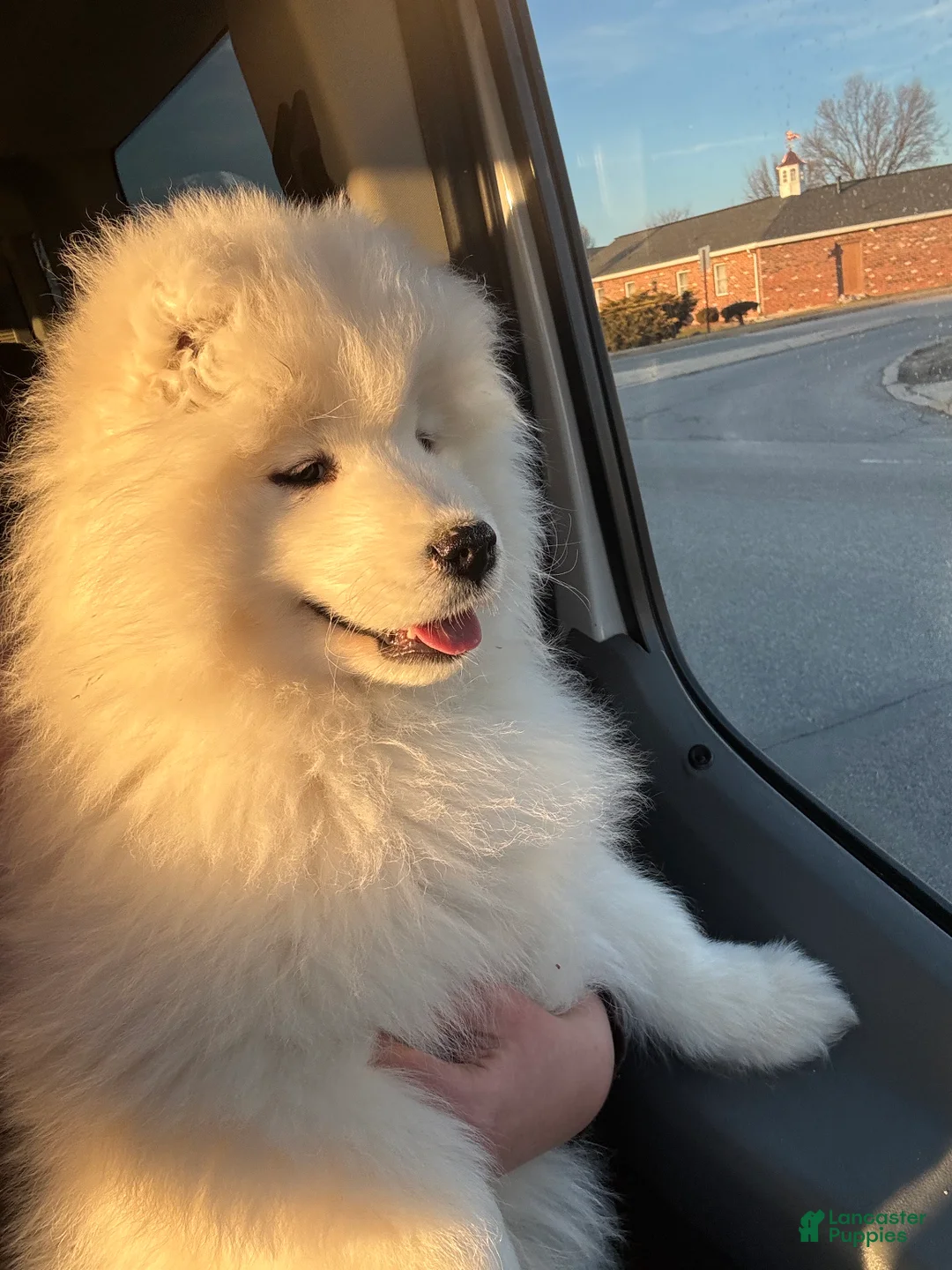 Samoyed dogs for sale: Maverick - Ad 1
