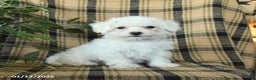 Bichon Frise dogs for sale: Daisy - Ad 1