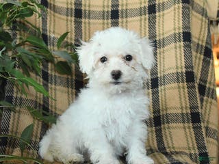 Bichon Frise dogs Daisy - Ad 40