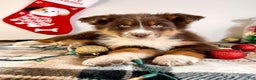 Australian Shepherd dogs for sale: Andy - Ad 5
