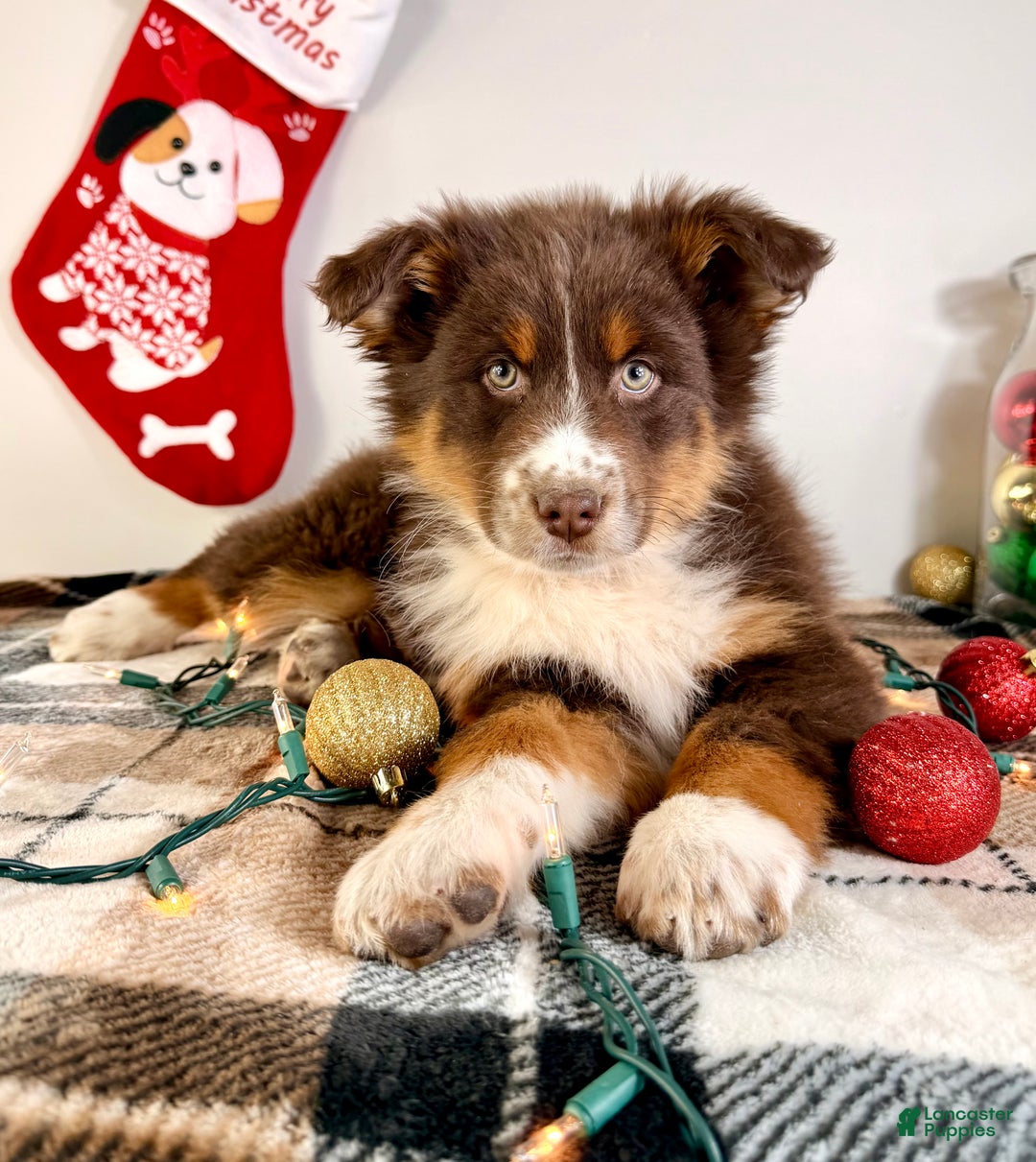 Australian Shepherd dogs for sale: Andy - Ad 5