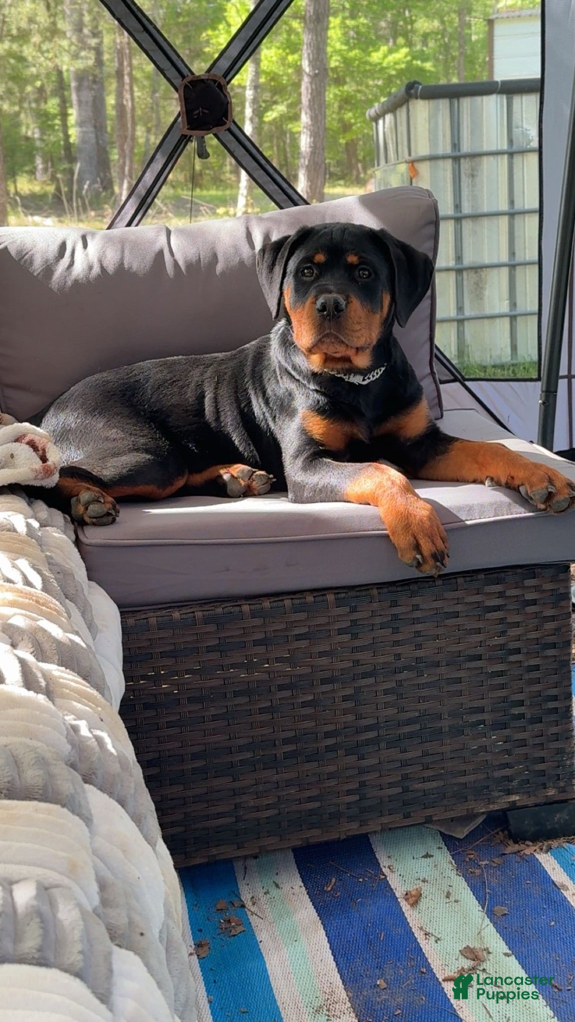 Rottweiler dogs Millie Grace - Ad 17