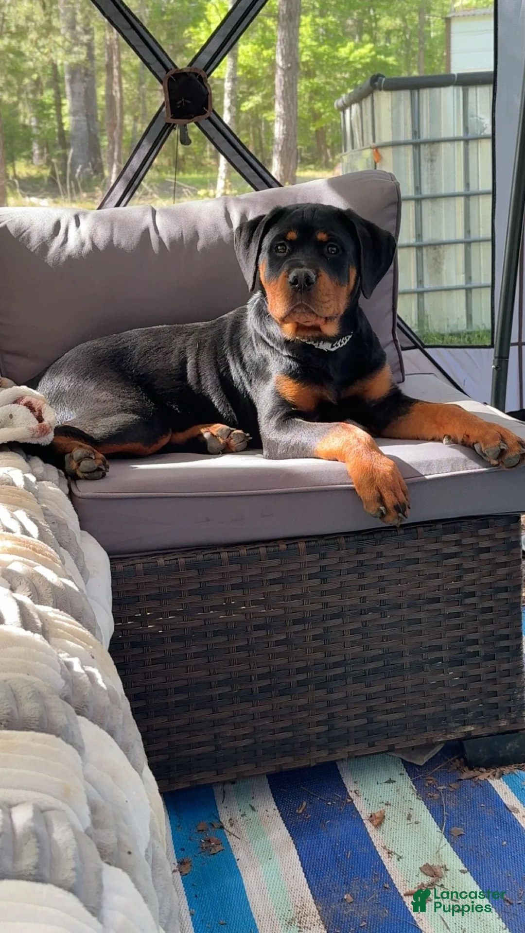 Rottweiler dogs for sale: Millie Grace - Ad 1